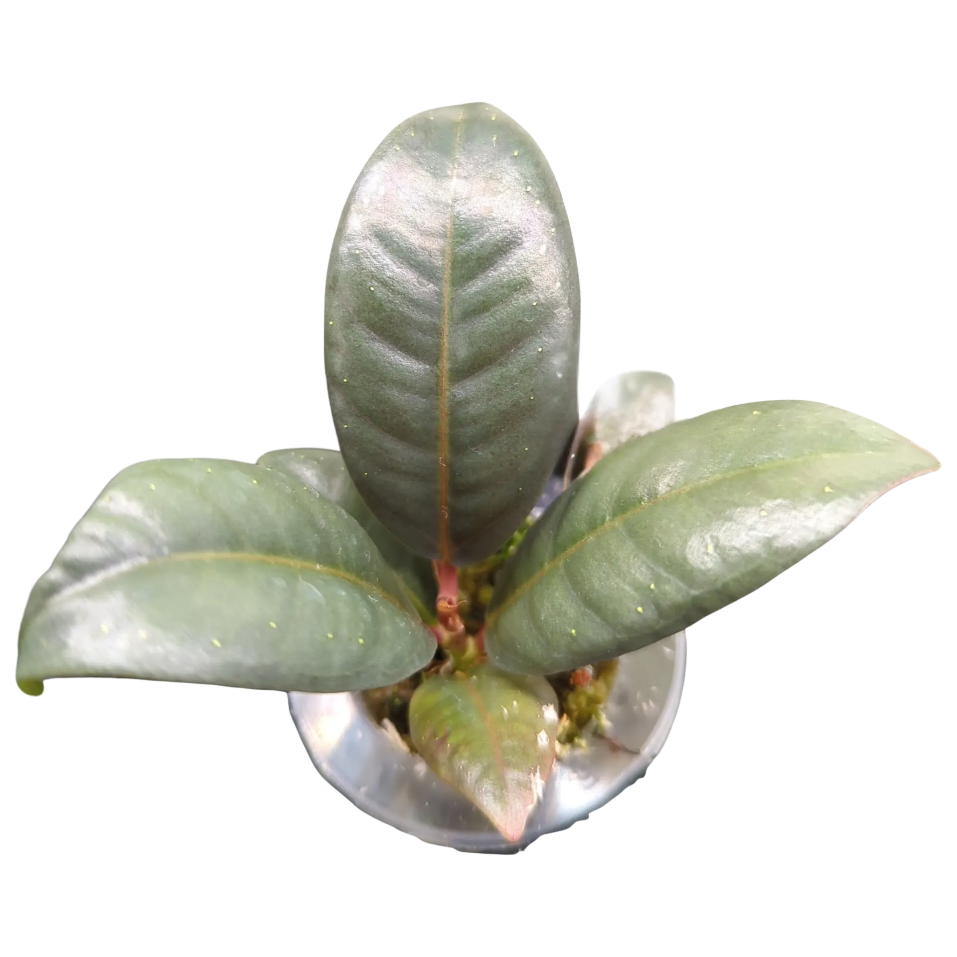 Baby Ficus elastica Melany